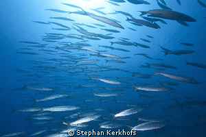 barracuda taken at shark reef. by Stephan Kerkhofs 